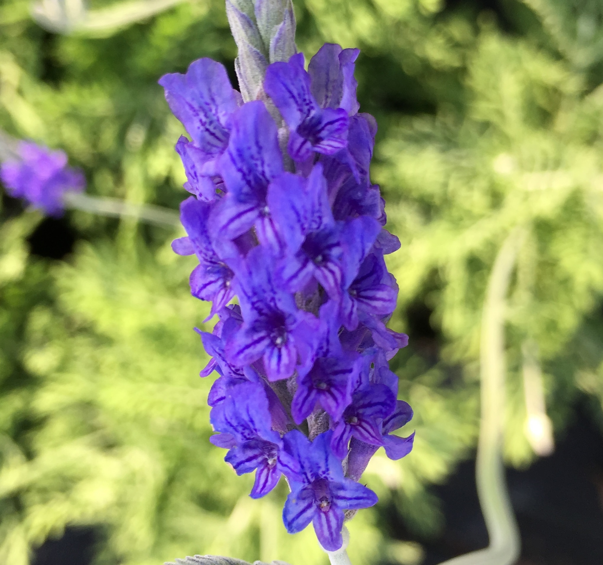 Lavender Fernleaf